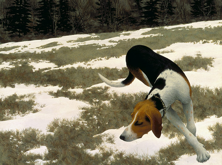 Hound in Field